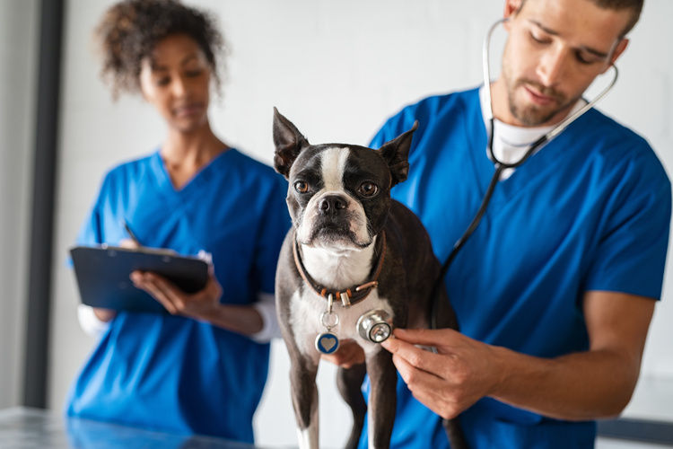 Two veterinarians checking heart pulse on small dog | Blog | Greystar 